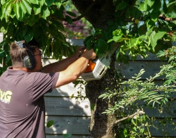 Boom-verzorging-snoeien-bijwerken-hovenier-etten-leur